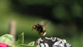 Trzmiele są równie dobrymi - lub nawet lepszymi - zapylaczami, co pszczoły. Mają dłuższy języczek i mogą zapylać rośliny niedostępne dla pszczół, np lucernę lub naparstnicę.