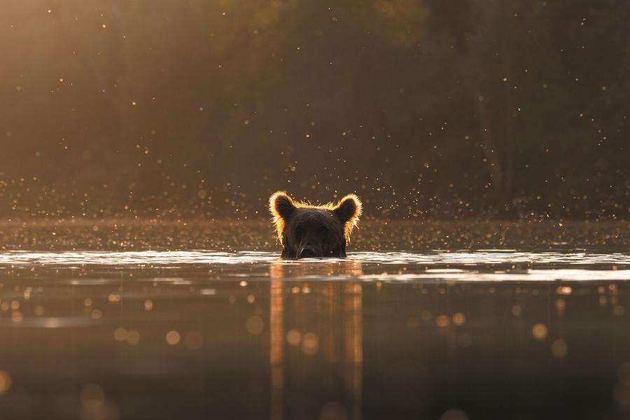 Grizzly wypatruje łososi w Parku Narodowym Lake Clark na Alasce. W Północnych Górach Kaskadowych niedźwiedzi tych nie widziano od 1996 roku.