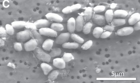 Główna bohaterka ostatnich dni - protobakteria GFAJ-1, która zamiast fosofru wykorzystuje arsen.
