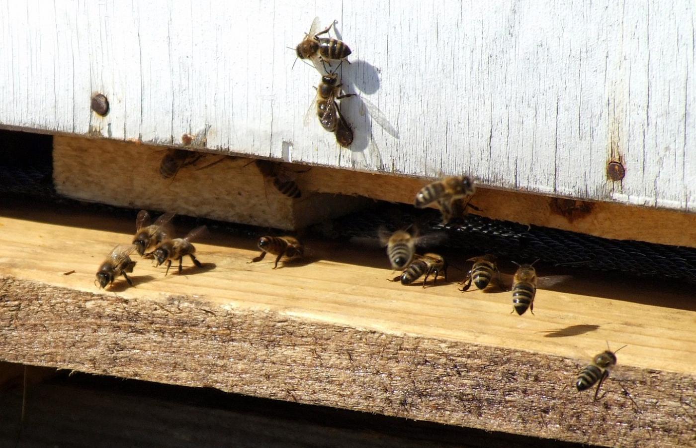 „Zależało mi - mówi reżyser Markus Imhoof - na pokazaniu pszczół w taki sposób, by wywołać u widzów empatię do tych stworzeń”.