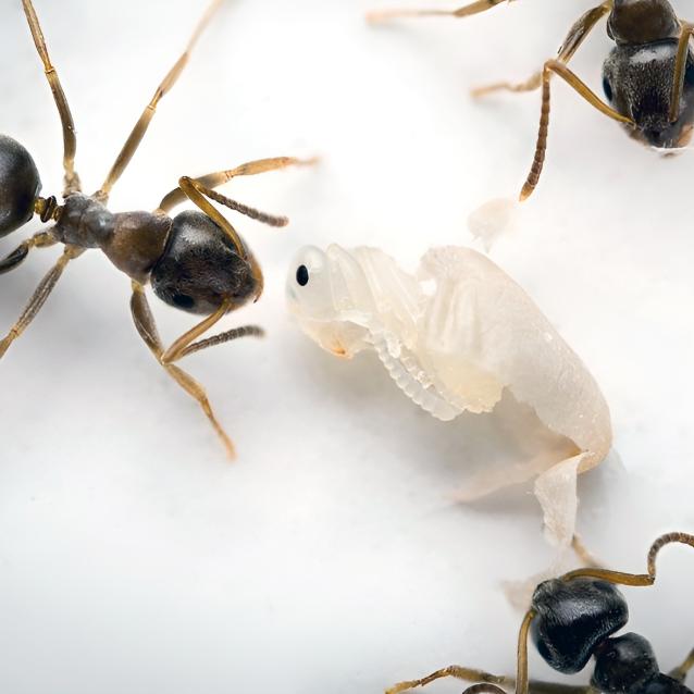 Pulsar - wyjątkowy portal naukowy.