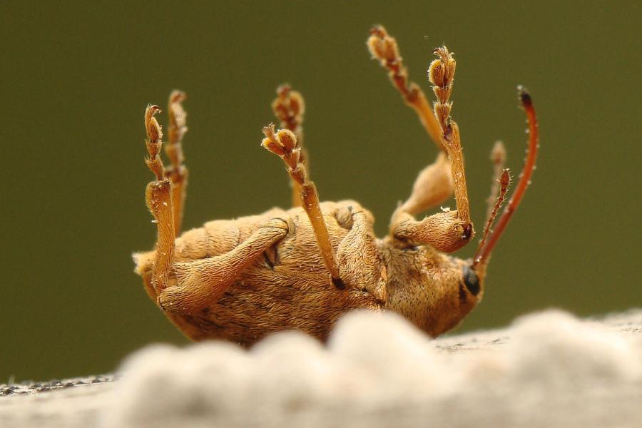 Samica słonika Curculio pellitus zamiera w pozie z wyprostowanymi do góry odnóżami.