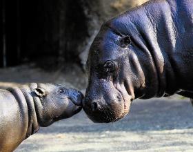 Hipopotamy karłowate. U tych ssaków o płci potomstwa przesądza plemnik.