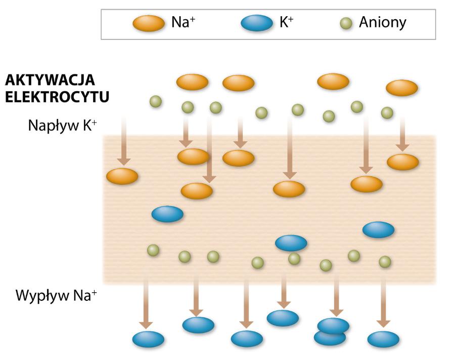 Mechanizm generowania napięcia elektrycznego przez komórkę elektrocytu. Aktywacja elektrocytu.