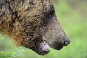 Czy zmysł węchu u zwierząt działa jak skaner prześwietlający cżąsteczki rozmaitych woni?