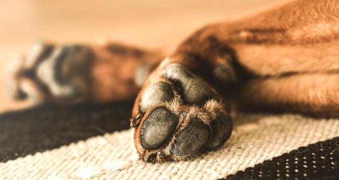 Znowelizowana ustawa karę za skatowanie zwierzęcia podwyższa do pięciu lat.