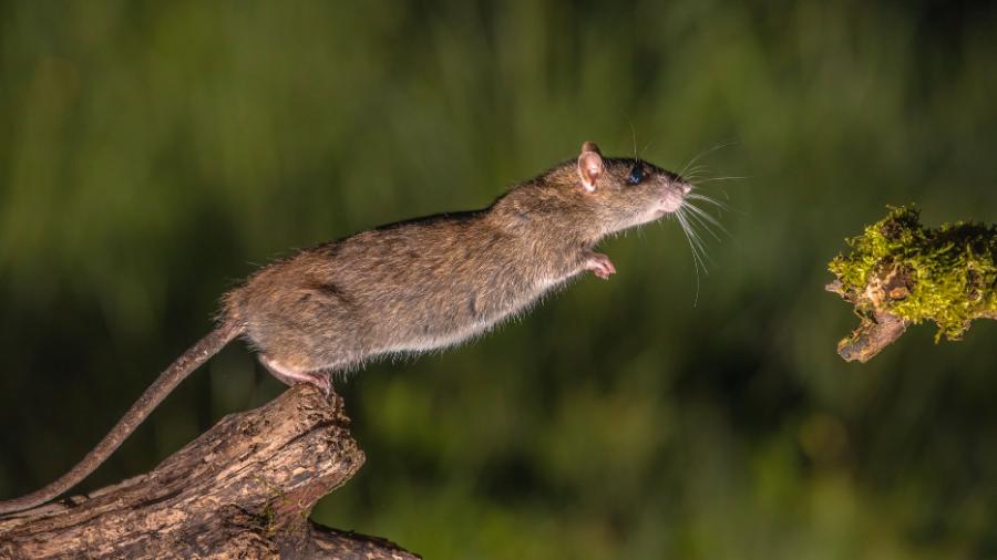 Jaszczurka z ­gatunku Anolis ­cristatellus.
