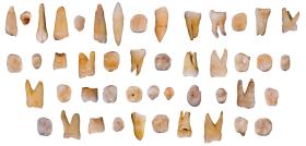 Wiek znalezisk jest datowany na 80-120 tys. lat.