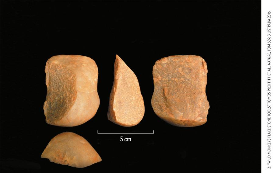 Małpie artefakty podobne do tych wykonywanych przez człowieka (poniżej) skłaniają nas do ponownej interpretacji niektórych enigmatycznych obrobionych kamieni. Ze szczególną uwagą powinniśmy przyjrzeć się domniemanym artefaktom ze stanowiska archeologicznego Pedra Furada w Brazylii, leżącego w pobliżu terenów zamieszkanych przez kapucynki w parku narodowym Serra da Capivara.