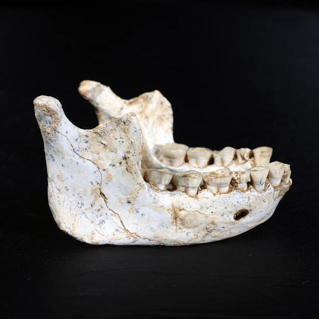 Żuchwa ludzka sprzed 773 tys. lat z jaskini Grotte à Hominidés w Casablance (Maroko).