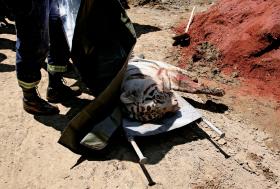 Tego tygrysa uratować się nie dało.