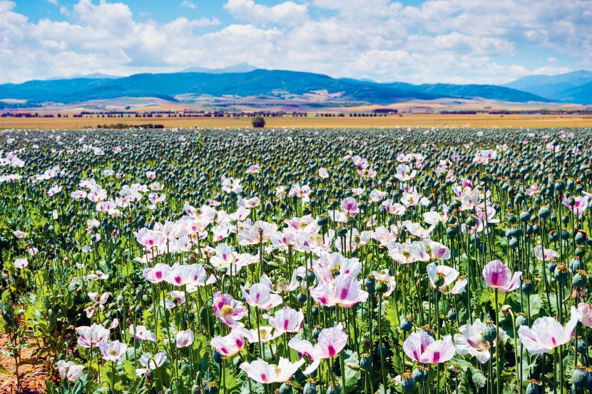 Piękne kwiaty kuszą amatorów makowej „krwi”. Legalna plantacja maku w Hiszpanii.