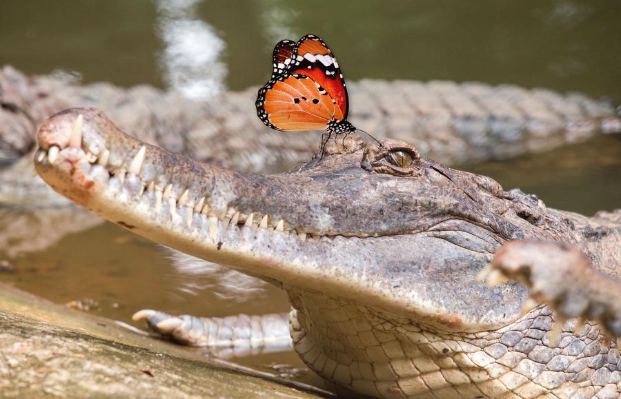 Wypoczywające krokodyle mogą pozostawać wiele godzin w bezruchu. Na zdj. motyl na paszczy krokodyla gawialowatego.