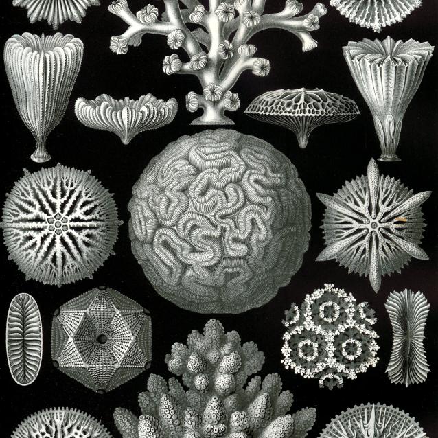 Heksakoral. Ilustracja z książki Ernsta Haeckela „Kunstformen der Natur”.