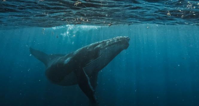 Humbak, zdjęcie poglądowe