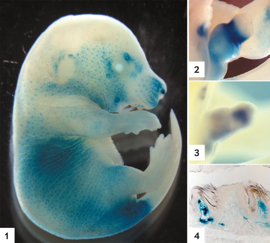 Mysi test: By stwierdzić, jak działają poszczególne przełączniki, naukowcy wprowadzali je do zarodków myszy wraz z odcinkami DNA nadającymi komórkom niebieskie zabarwienie (gdy przełącznik jest w pozycji „ON”). Kolor niebieski pojawiał się w miejscach, gdzie miały powstać włoski czuciowe i inne cebulki włosowe (1), a także w komórkach, z których tworzy się penis, łechtaczka lub gruczoły mlekowe (2). Innymi metodami wykazano, że przełącznik znajduje się bardzo blisko genu nadającego komórkom wrażliwość na hormony płciowe, takie jak testosteron (3), a u dorosłych samców myszy przełącznik ten jest bardzo aktywny w komórkach wytwarzających wyrostki na penisach (4).