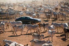 Odcinek realizowany w Australii.