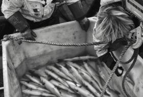 W oddziale, który odpowiada za karmienie, łosoś żyje nie dłużej niż dwa i pół roku, i do tego czasu powinien ważyć średnio 5,5 kg.