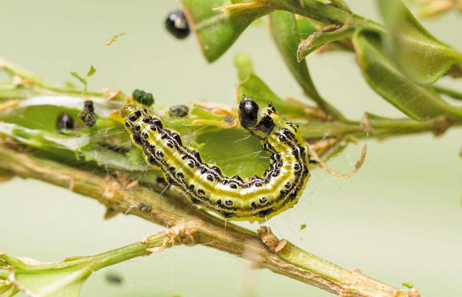 Gąsienica ćmy bukszpanowej.