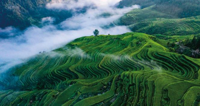 Klimat monsunowy, w którego strefie leżą południowe Chiny, w ostatnich dekadach wyraźnie się rozregulował. A to zagraża uprawom. Na zdjęciu: tarasowe pola ryżowe w prowincji Guizhou.