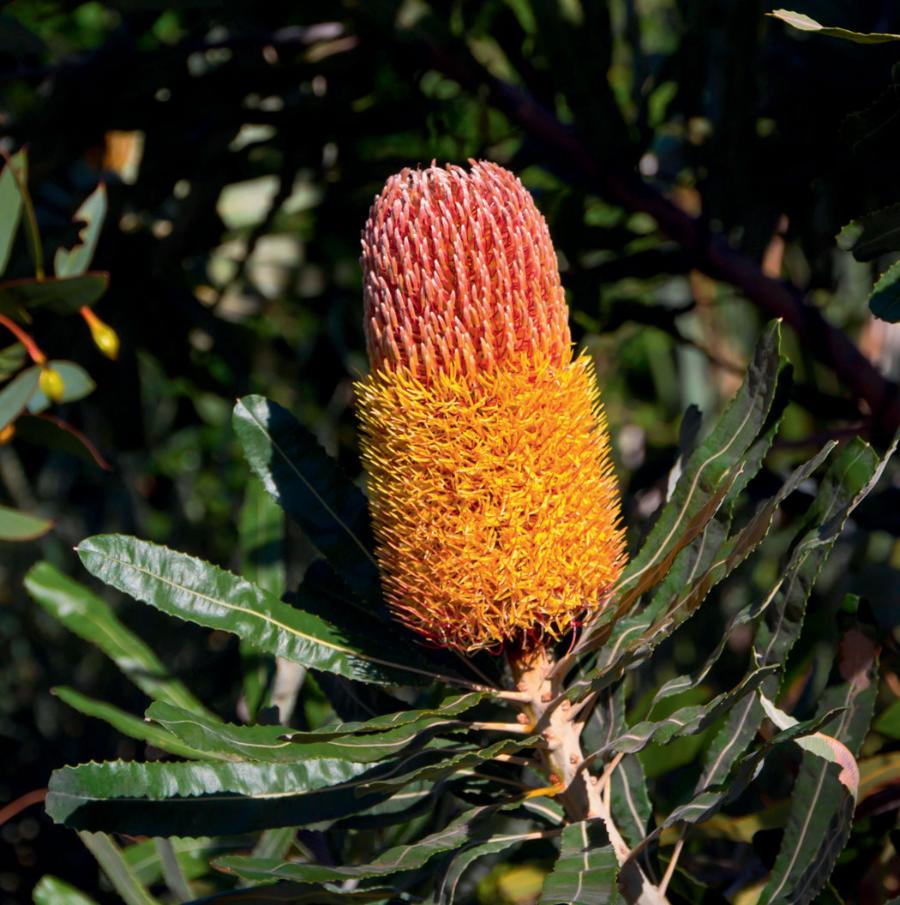 Banksje posia­dają szereg przystosowań do pożarów. Na zdj. Banksja pironotes.