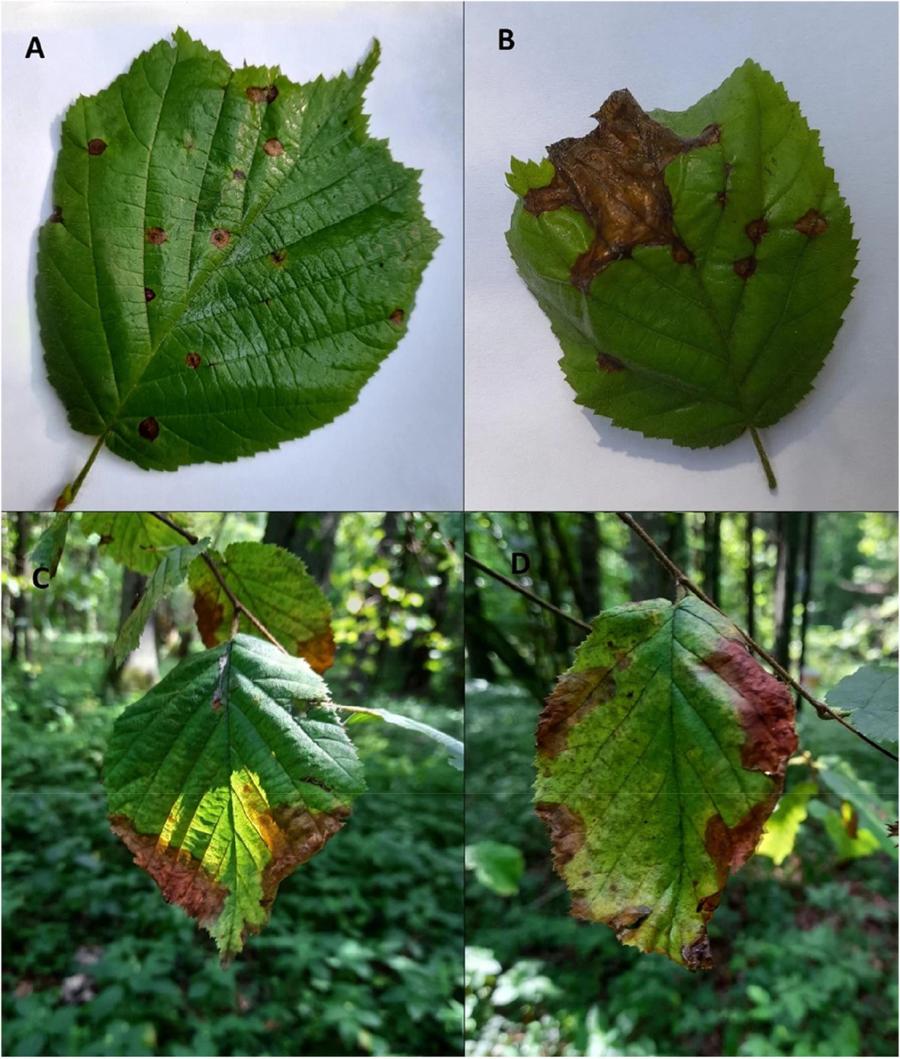 Symptomy obecności patogenu na liściach leszczyny, Wigierski Park Narodowy.