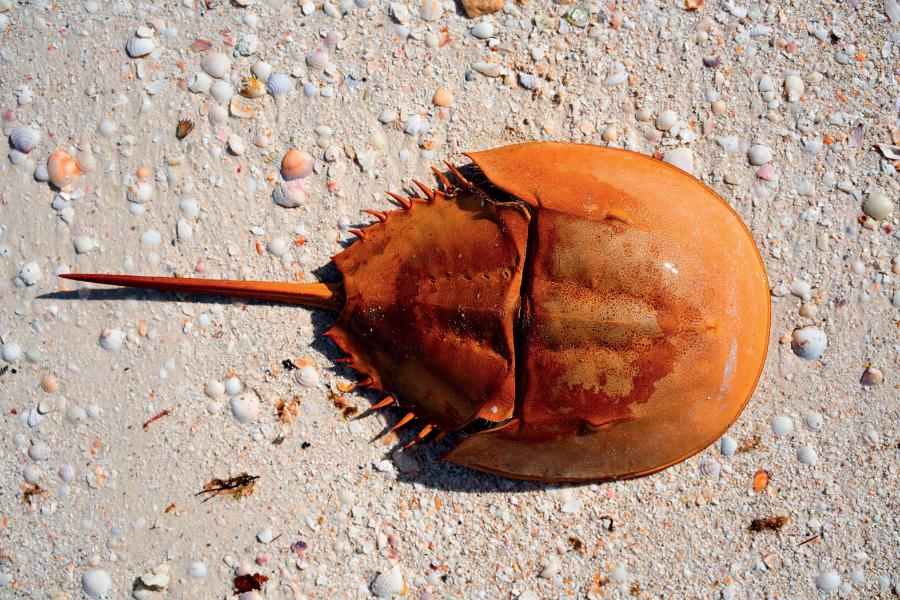 Skrzypłocz (Limulus polyphemus).