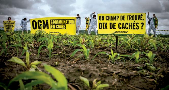 Aktywiści Greenpeace protestują przeciw roślinom GMO pod francuską Tuluzą.