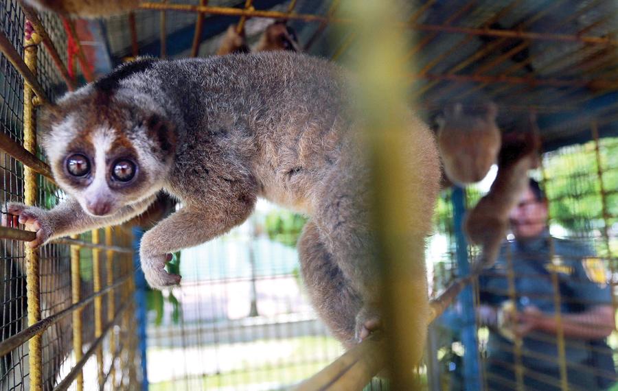 Dzikie zwierzęta są wyłapywane milionami, a potem stają się przedmiotem handlu. Często są sprzedawane nielegalnie i przemycane na drugi koniec świata. Przewożone w koszmarnych warunkach, giną często podczas transportu.