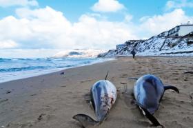 Martwe delfiny, ogłuszone przez sonary, na wybrzeżu Turcji.