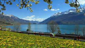 Pociągi Luzern-Interlaken Express (obsługiwane przez linie GoldenPass) przecinają bogatą pod względem naturalnym przełęcz Brünig. W okolicznym safari – otwartym od maja do października – zobaczymy (z okien pociągu, a jakże!) lisy i niedźwiedzie. Sztuczka polega na tym, że zwierzęta są wykonane… z drewna. Co innego hasające tu całym rokiem wiewiórki.