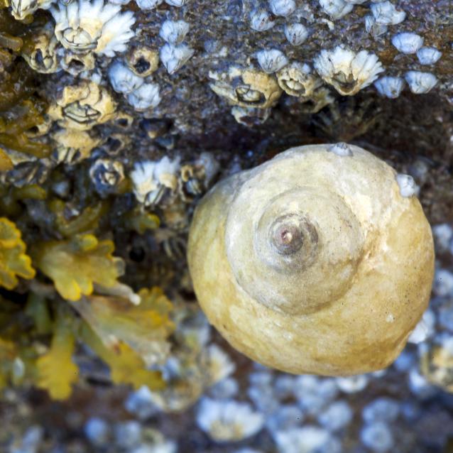 Littorina saxatilis.