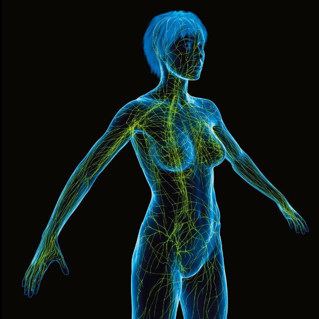 Układ chłonny działa równolegle do krwionośnego. Codziennie filtruje 3 l płynu tkankowego.