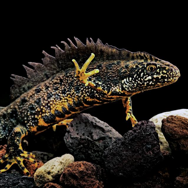 Samiec traszki grzebieniastej, Triturus cristatus.