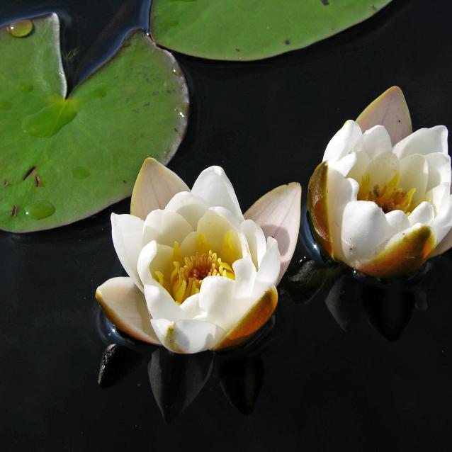 nymphaea candida