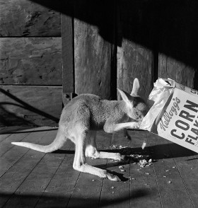 Celami ataków dzikich zwierząt padają nasze kuchnie. Nic dziwnego, jedzenie liści może się znudzić każdemu.