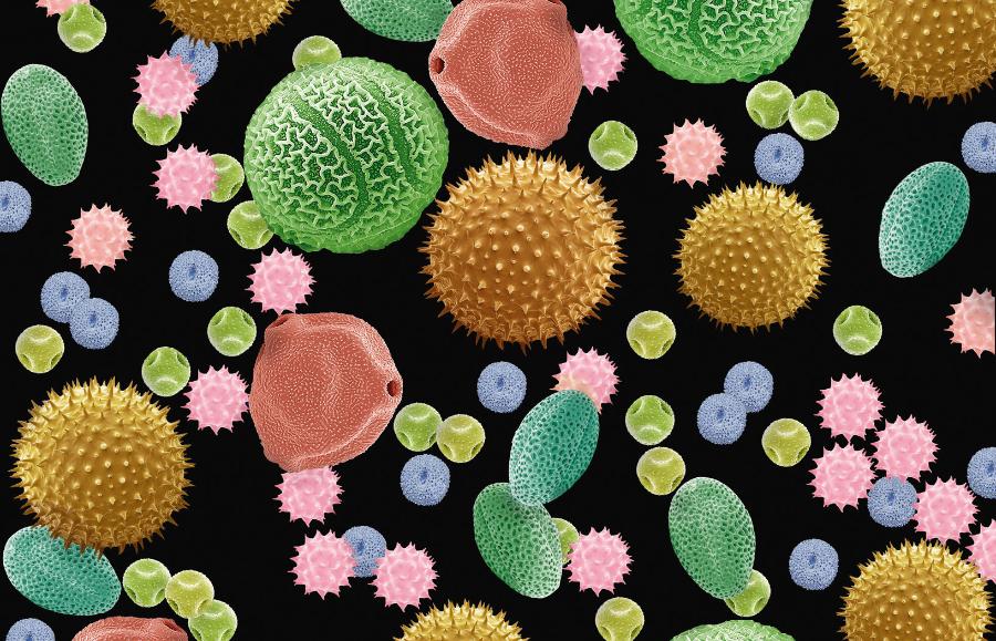 Ziarna pyłków roślin mają różne kształty i 5–200 µm średnicy. Tu uwidocznione w skaningowym mikroskopie elektronowym.