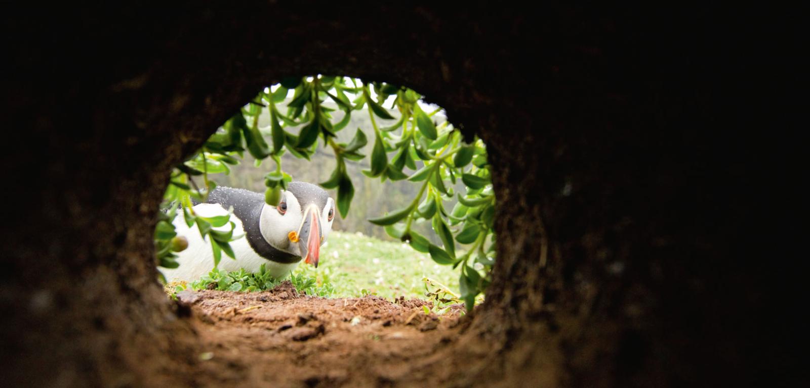 Niektóre ptaki, jak ten maskonur, mogą zakładać gniazda w norach pod ziemią.