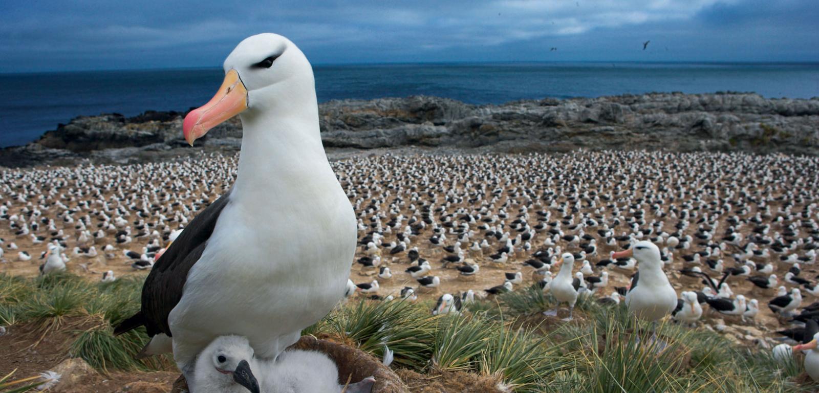 Albatrosy czarnobrewe zamieszkują głównie rejon Oceanu Południowego. Gniazdują na wybrzeżach wysp, a ich najliczniejsze kolonie znajdują się na Falklandach.