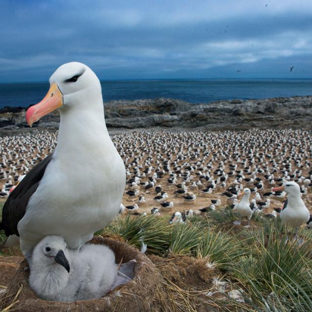 Albatrosy czarnobrewe zamieszkują głównie rejon Oceanu Południowego. Gniazdują na wybrzeżach wysp, a ich najliczniejsze kolonie znajdują się na Falklandach.