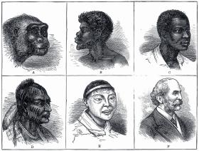 XIX-wieczna rycina przedstawiająca domniemaną ewolucję od małpy do Europejczyka