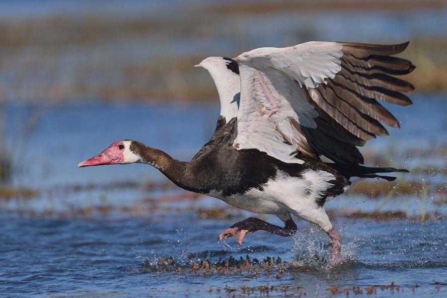 Gęsiec gambijski bywa trujący. Na zgięciu skrzydeł widać „ostrogi”, których używa w walce z innymi ptakami.