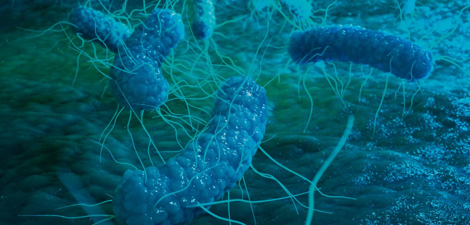 Geobacter należy do grupy organizmów zwanych proteobakteriami (na zdj.), do której zaliczają się też pałeczka okrężnicy (Escherichia coli) i Salmonella.