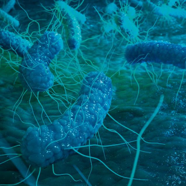 Geobacter należy do grupy organizmów zwanych proteobakteriami (na zdj.), do której zaliczają się też pałeczka okrężnicy (Escherichia coli) i Salmonella.