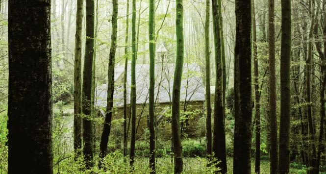 „Dyrektor generalny LP Witold Kos zarządził, że nadleśniczowie mają obowiązek publikować wszystkie wydatki na stronach internetowych i w biuletynie informacji publicznej. Tego wcześniej nie było”.