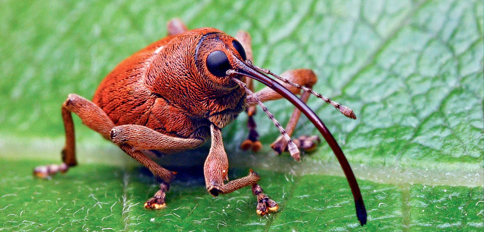 Wiosną, po niemal dwóch latach spędzonych w stadium larwalnym – najpierw w żołędziu, potem przez dwie zimy w glebie – wychodzą na świat dorosłe chrząszcze. Są nieskazitelnej urody. Można je spotkać na różnych roślinach, zwykle w pobliżu dębów.