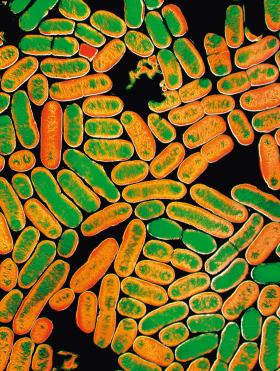 Popularne bakterie Escherichia coli zaczęły wytwarzać enzymy, które niszczą większość antybiotyków. Jesteśmy wobec nich bezbronni.