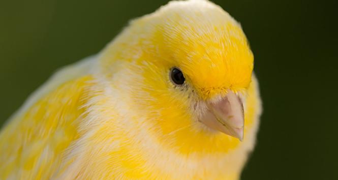 Żółty kanarek na wolności