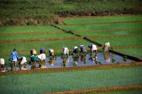 Ziemię drenuje się do ostatniej kropli wody. Uprawy ryżu, które wymagają dużych ilości wody przenosi się w regiony, gdzie jej brakuje.