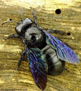 Zadrzechnia fioletowa na martwym drewnie. To jej ulubione miejsce na siedlisko.